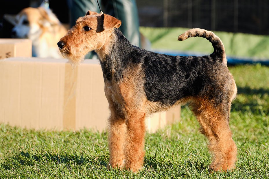 Airedale Terrier