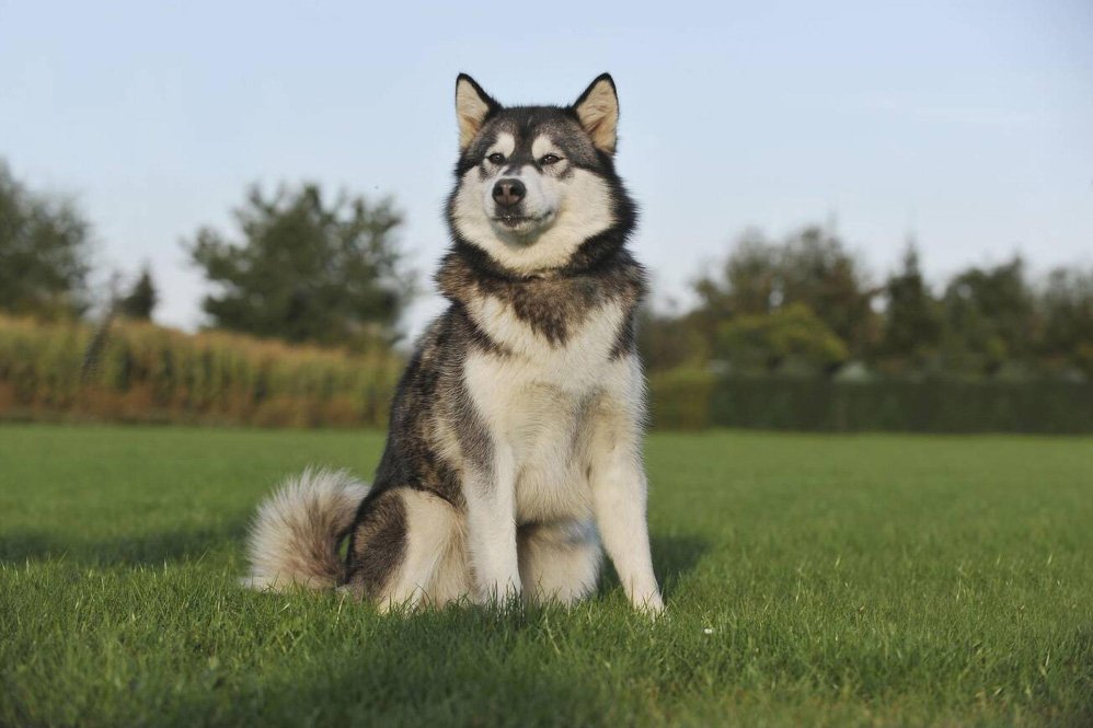 Alaskan Malamute