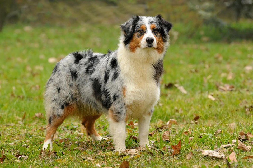 Australian Shepherd