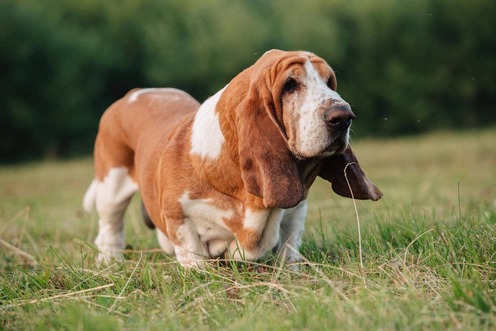 Basset Hound