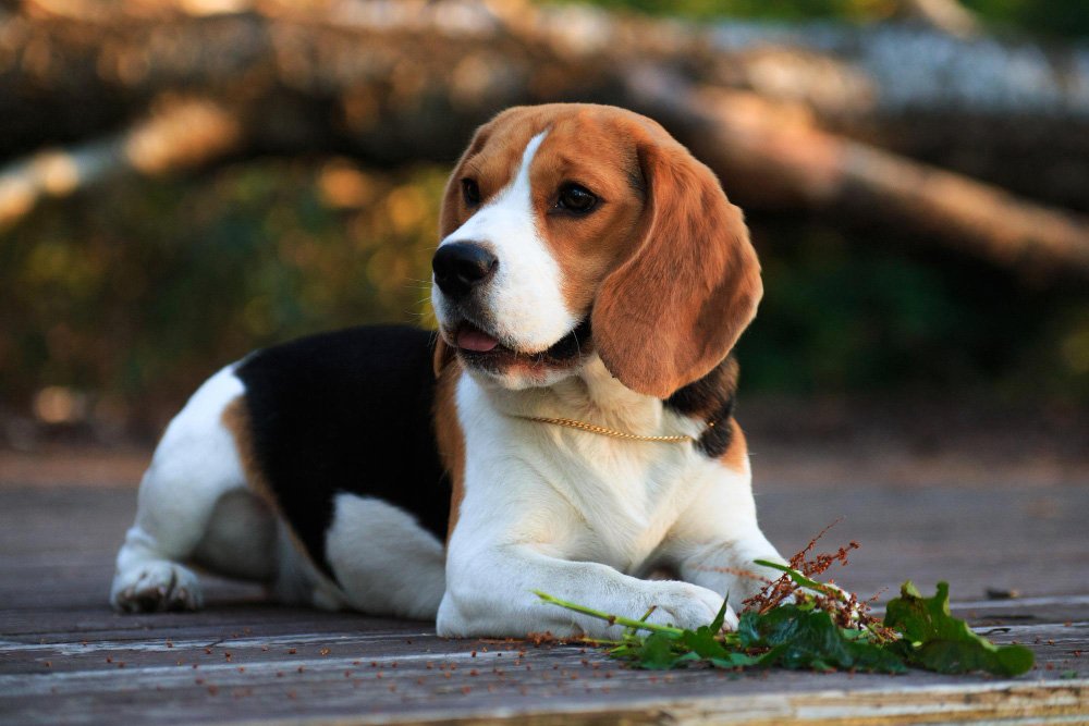 Beagle