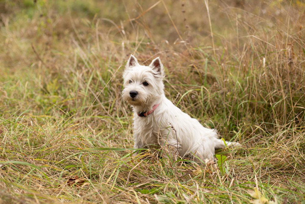 Bedlington Terrier