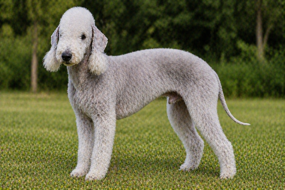 Bedlington Terrier Information