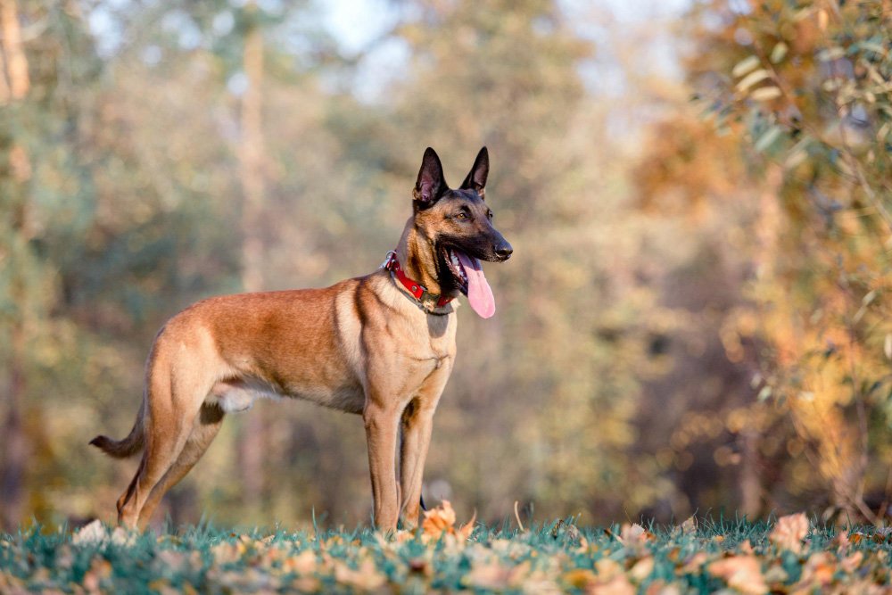 Belgian Malinois