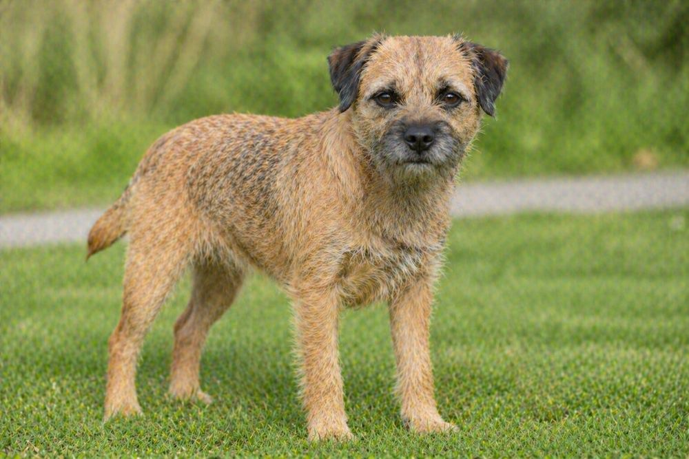 Border Terrier Information