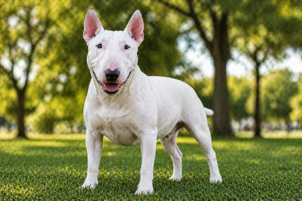 Bull Terrier Information