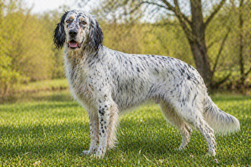 English Setter Information