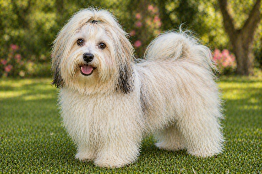 Havanese Information