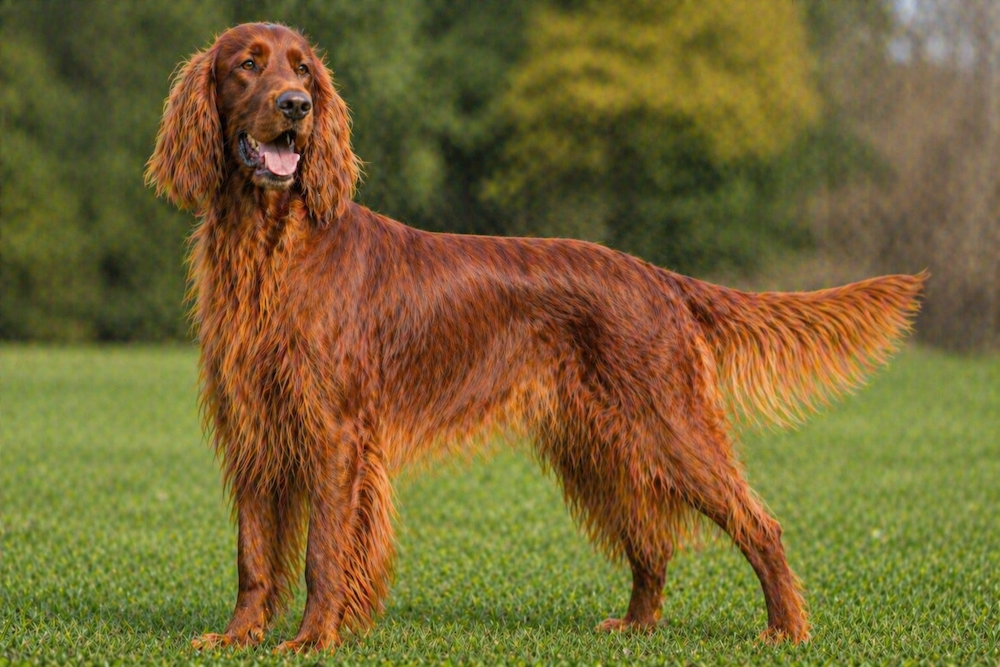 Irish Setter Information