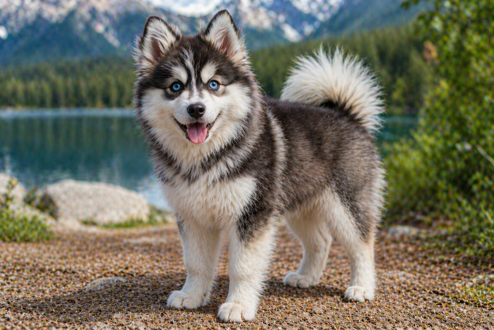 Pomsky Information