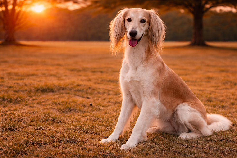 Saluki Information