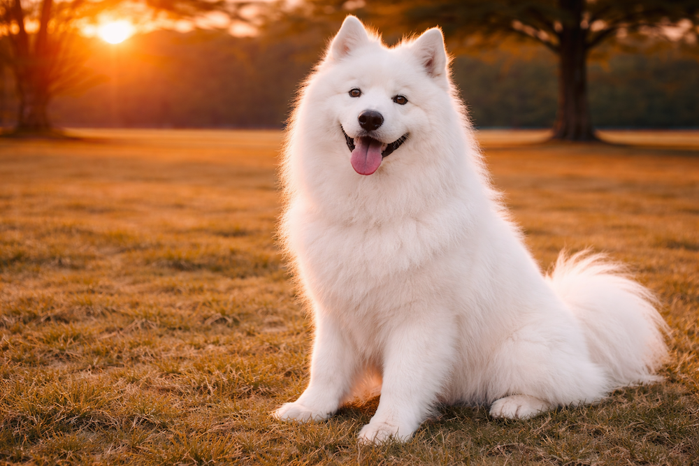 Samoyed Information