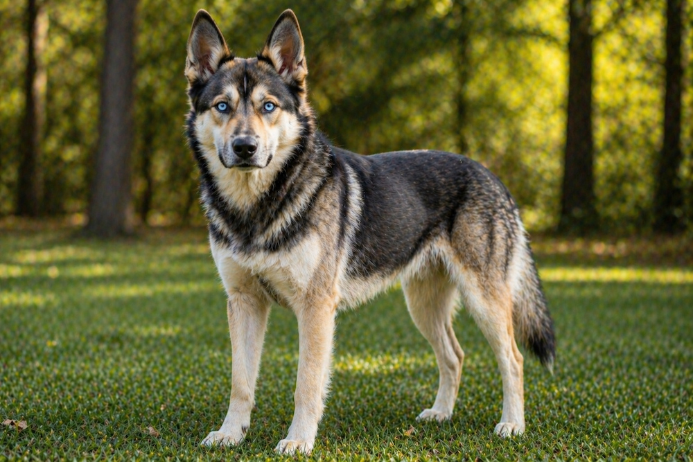Shepsky Information
