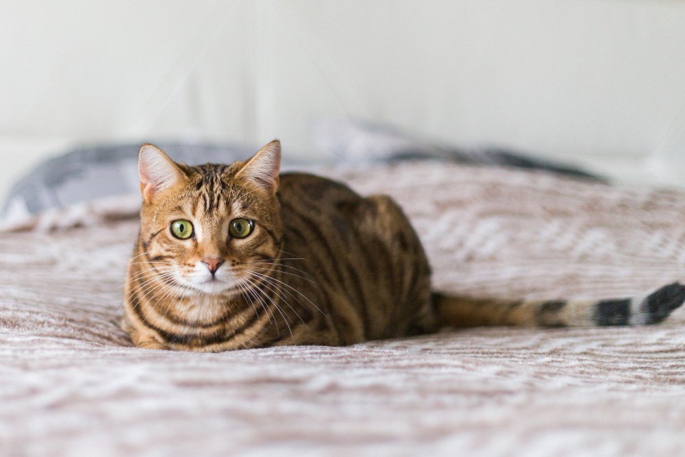 American Shorthair