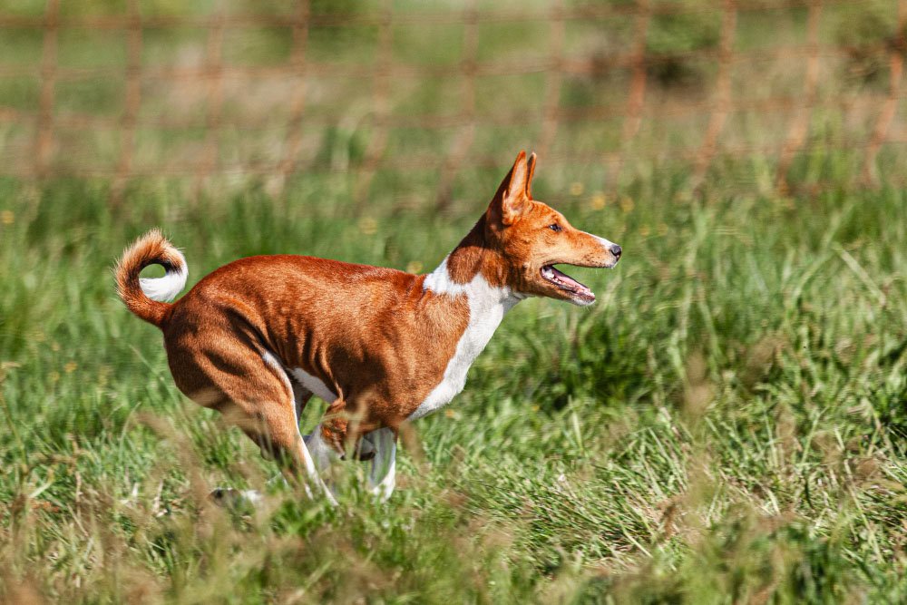Basenji