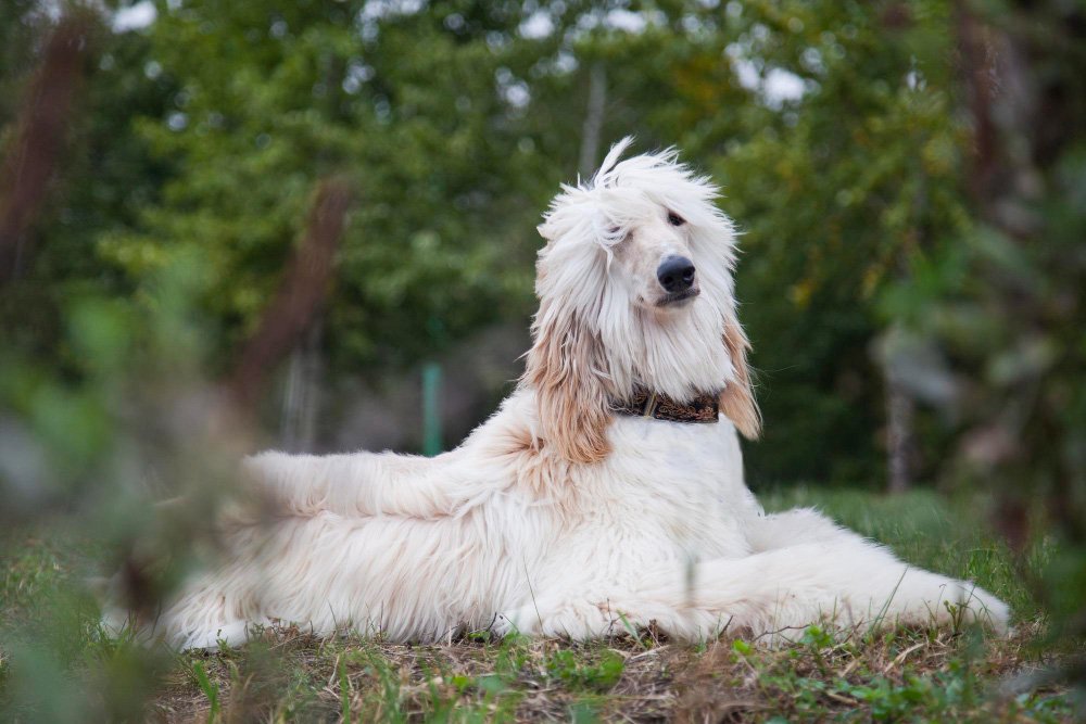 Afghan Hound