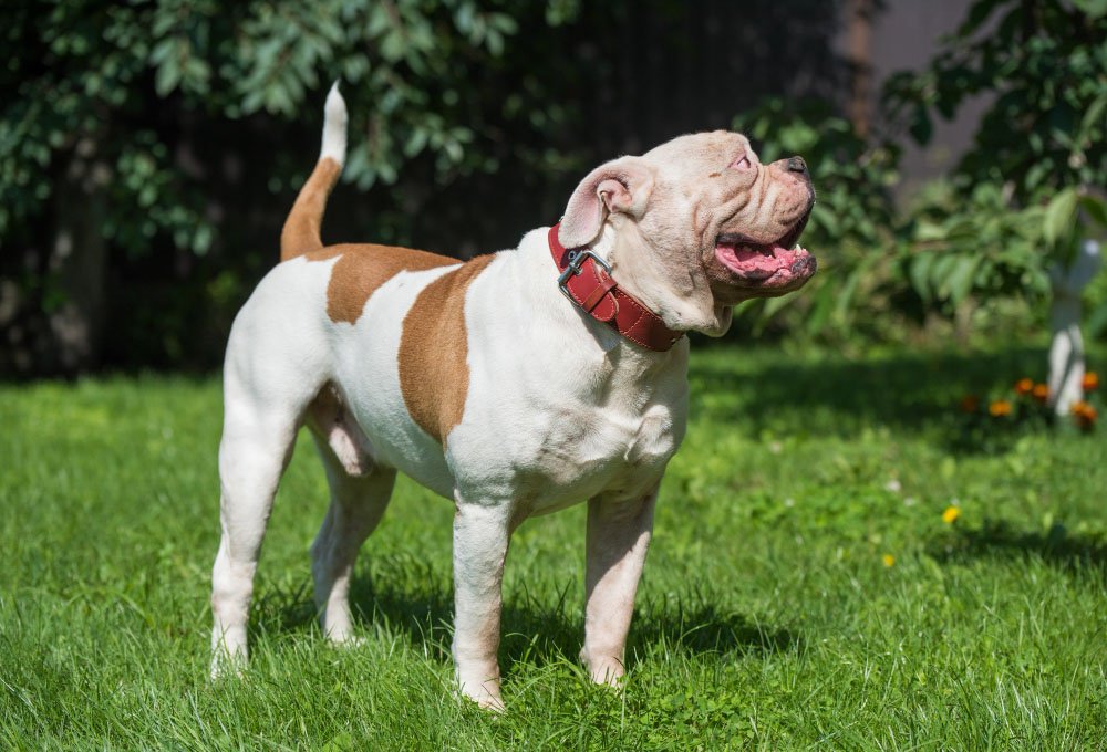 American Bulldog