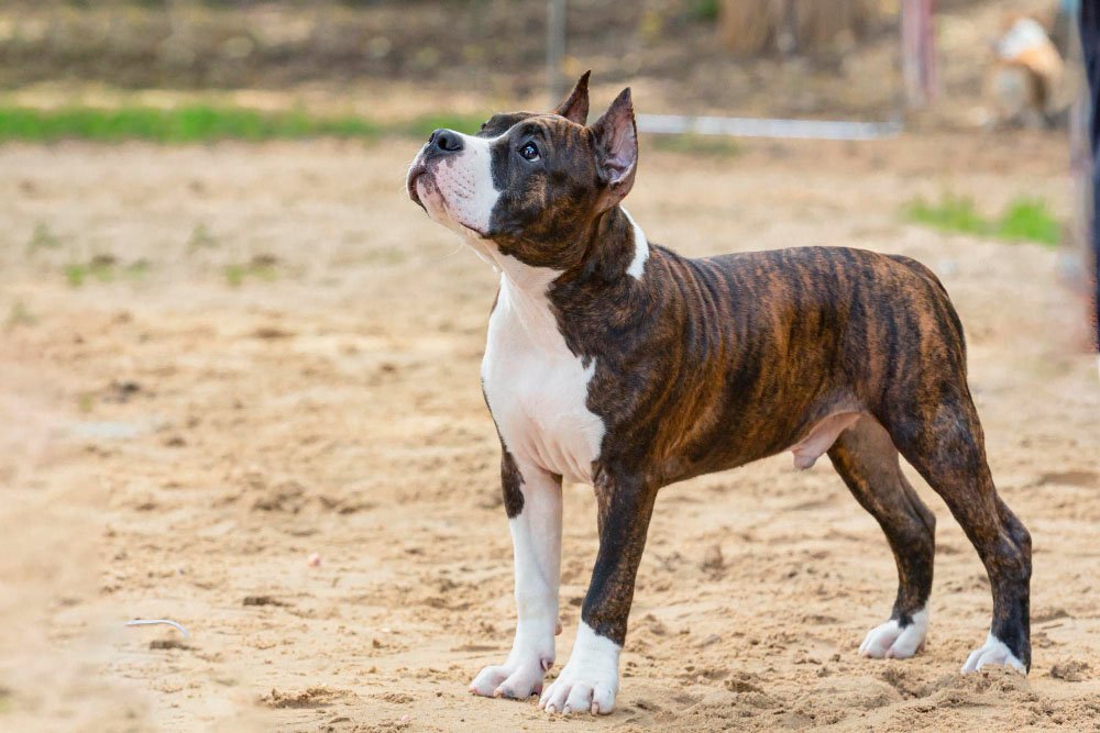 American Staffordshire Terrier