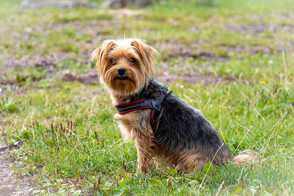 Australian Terrier