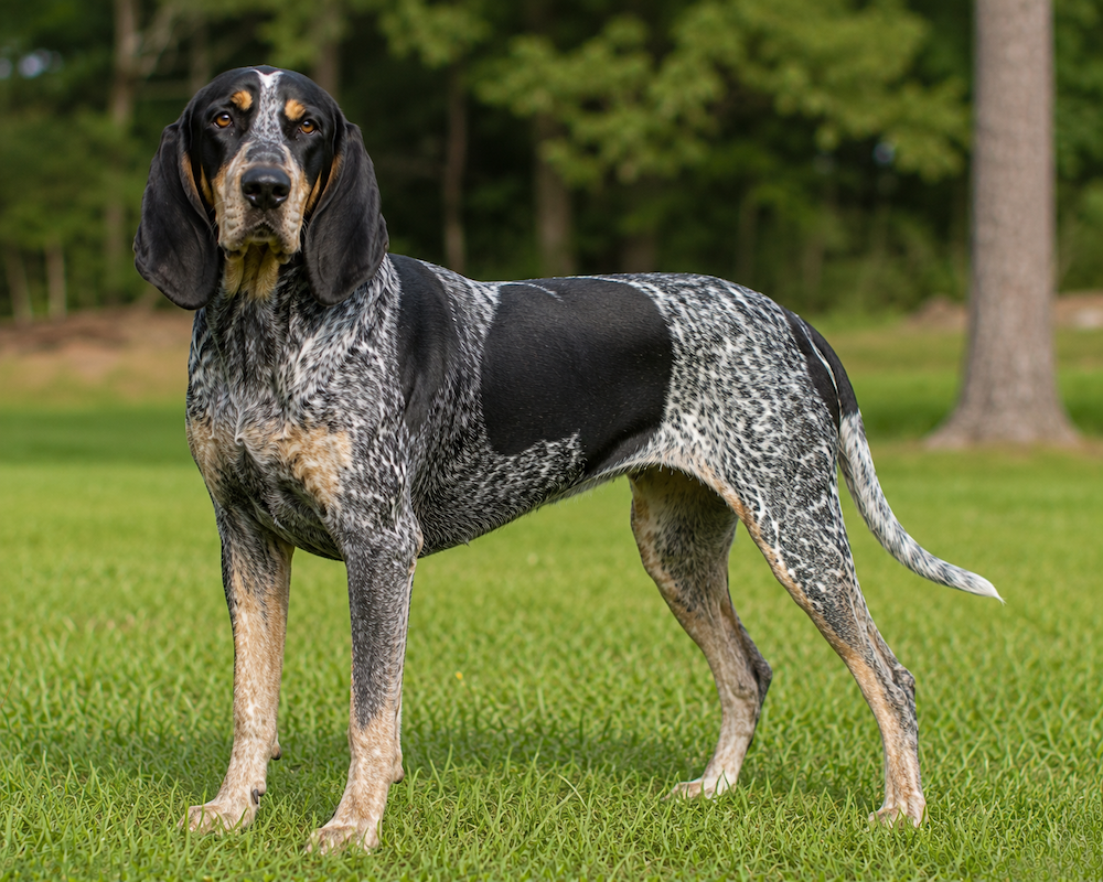 Coonhound Information
