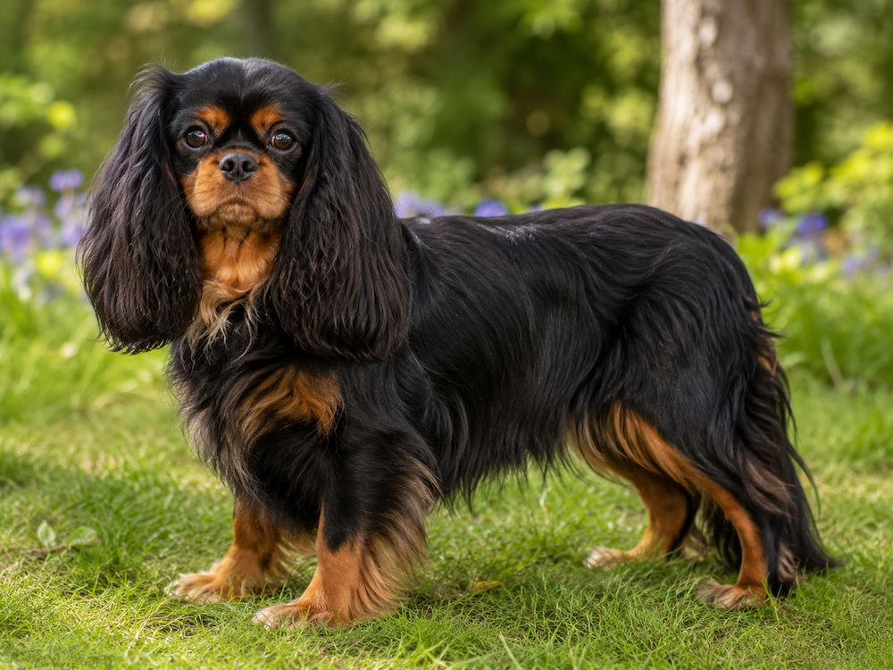 English Toy Spaniel Information