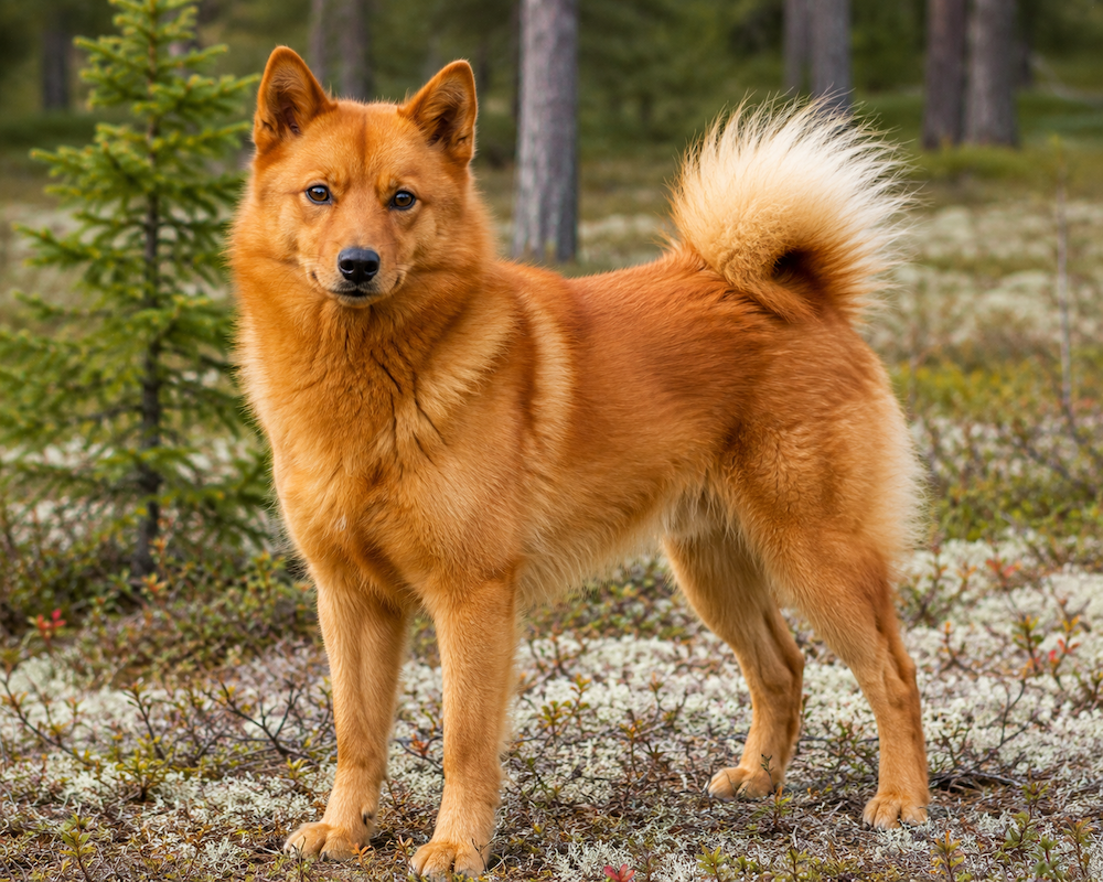 Finnish Spitz Information