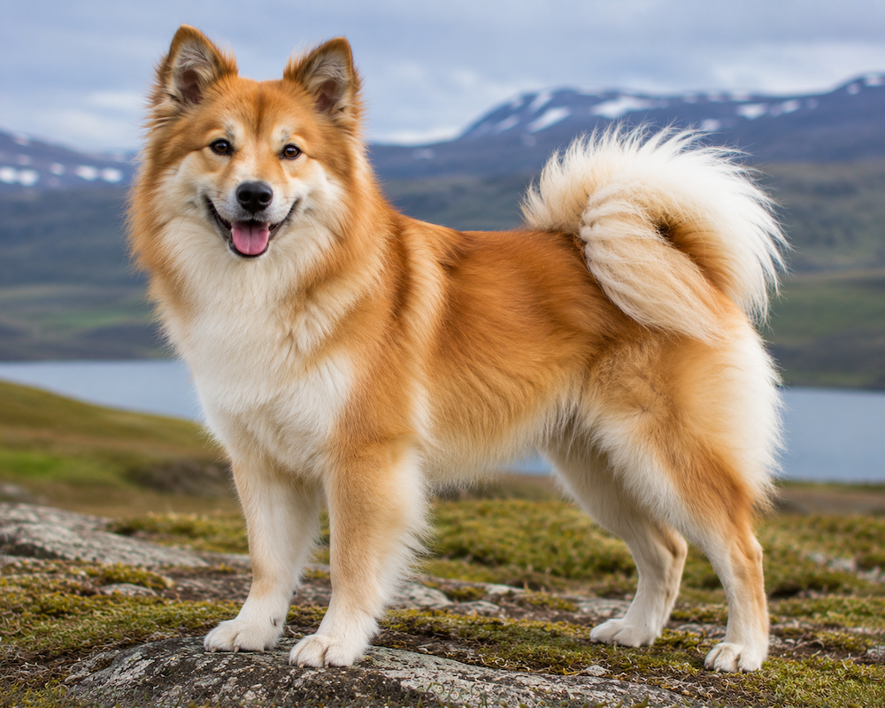 Icelandic Sheepdog Information