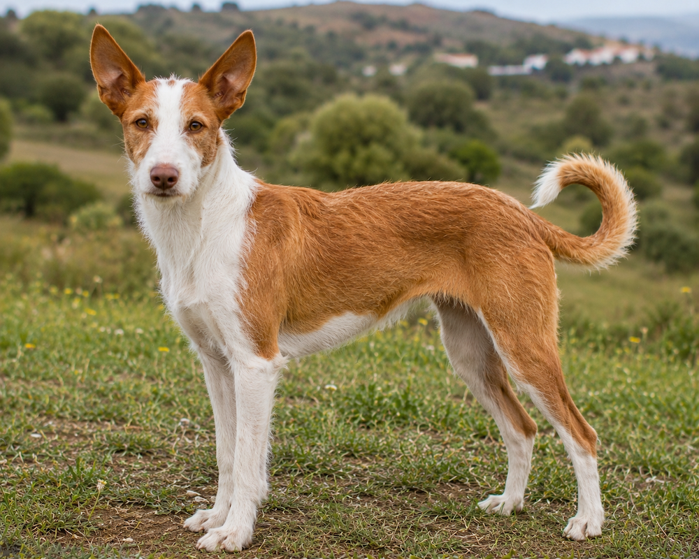 Portuguese Podengo Information