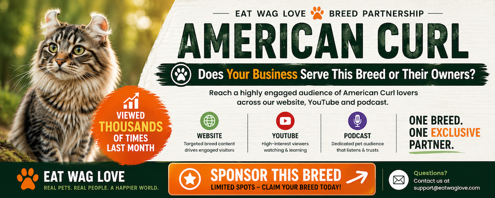 American Curl Grow Business