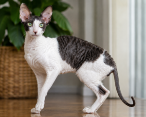 Cornish Rex Information