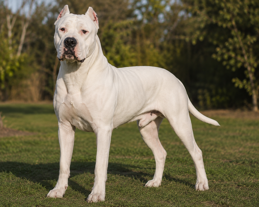 Dogo Argentino Information