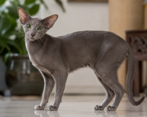 Oriental Shorthair Information