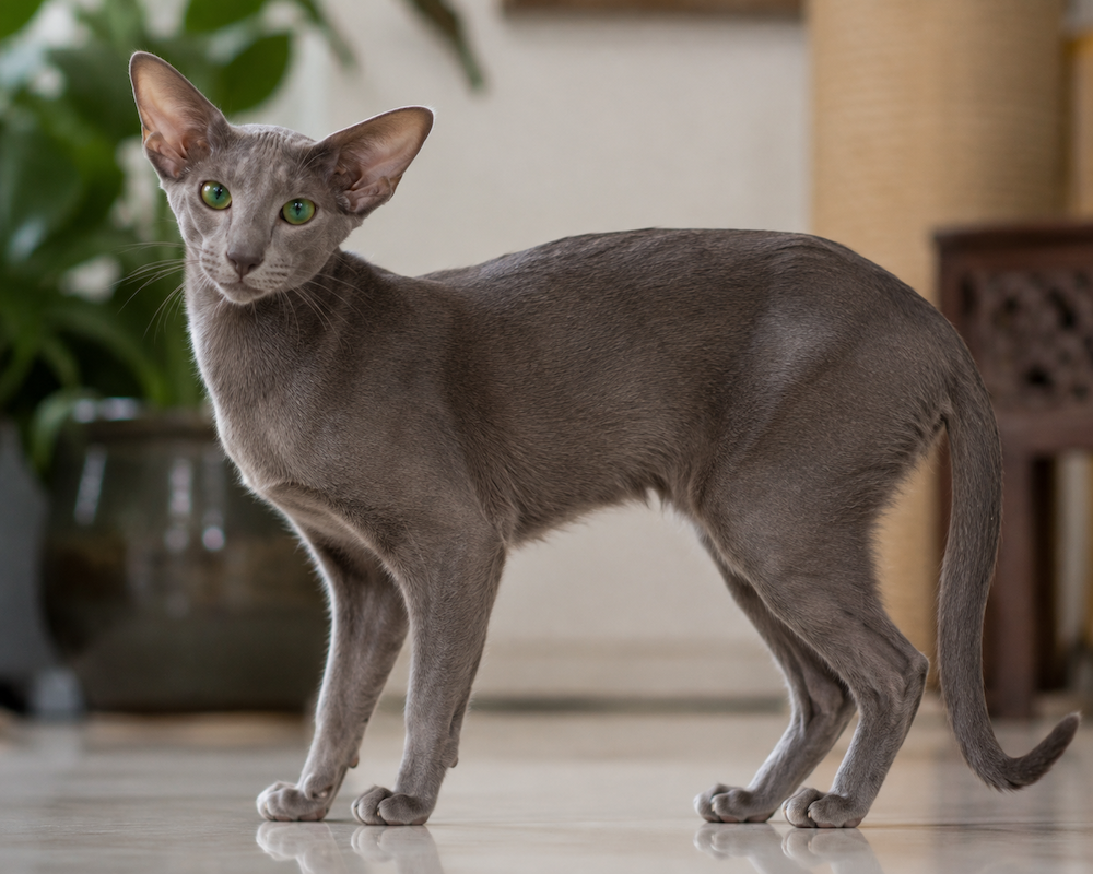 Oriental Shorthair Information