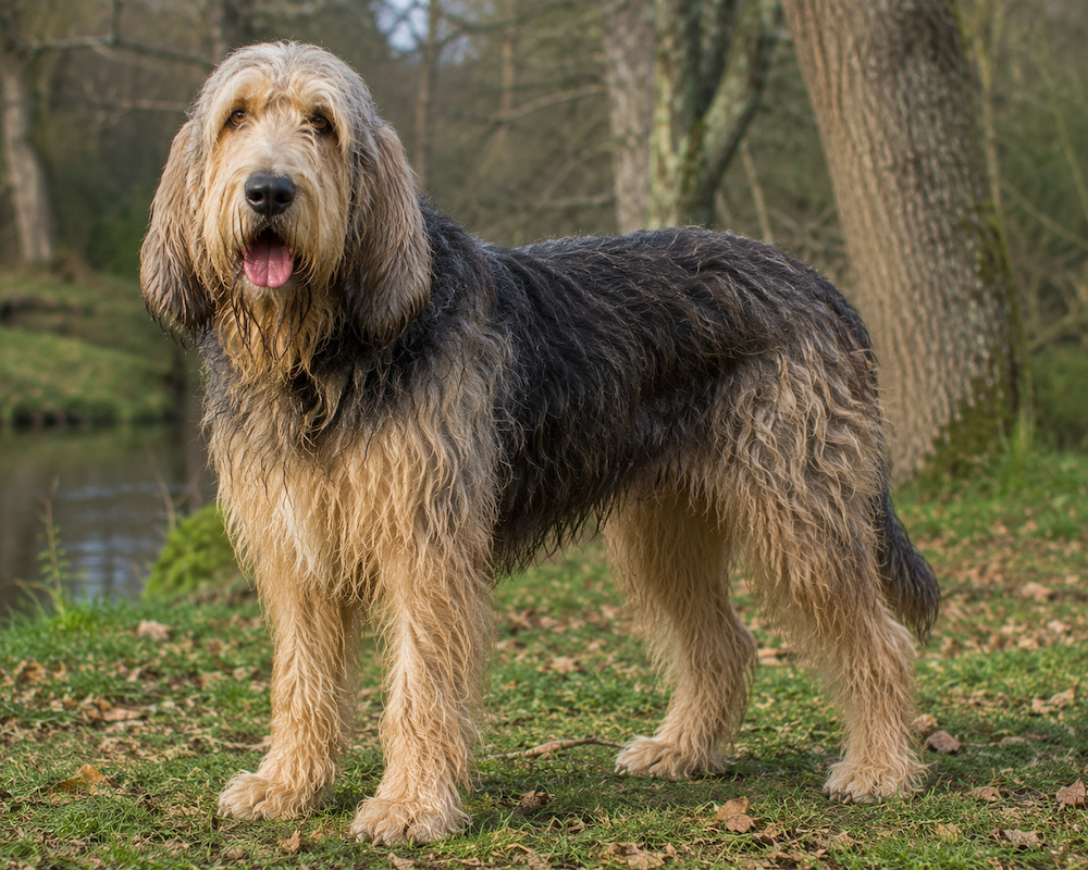 Otterhound Information
