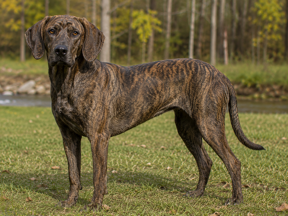 Plott Hound Information