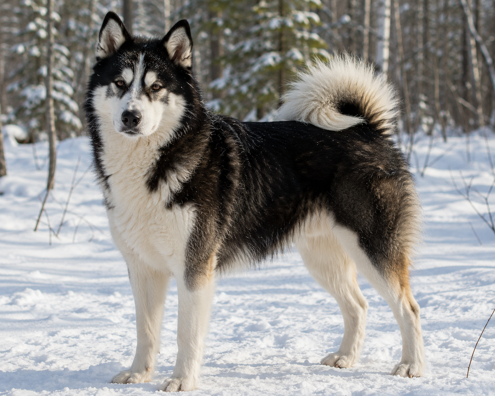 Yakutian Laika Information