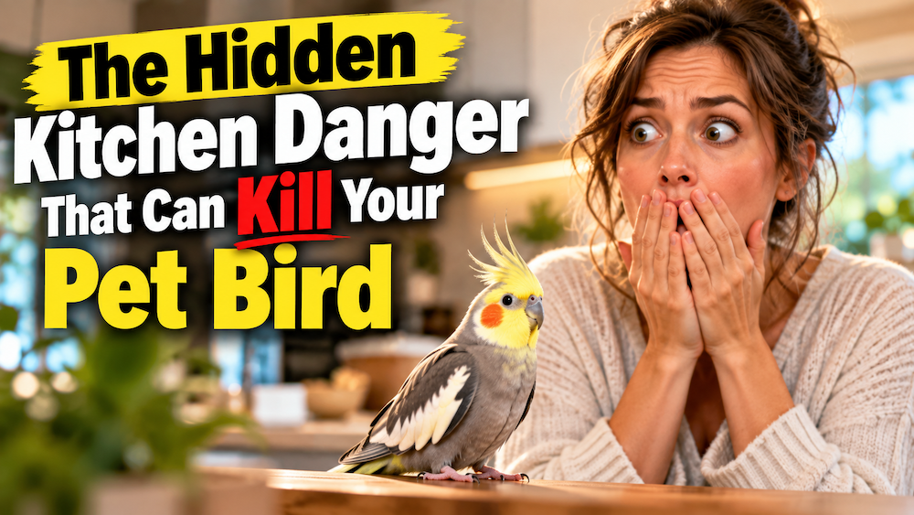 The dangers of non stick fry pans and your pets