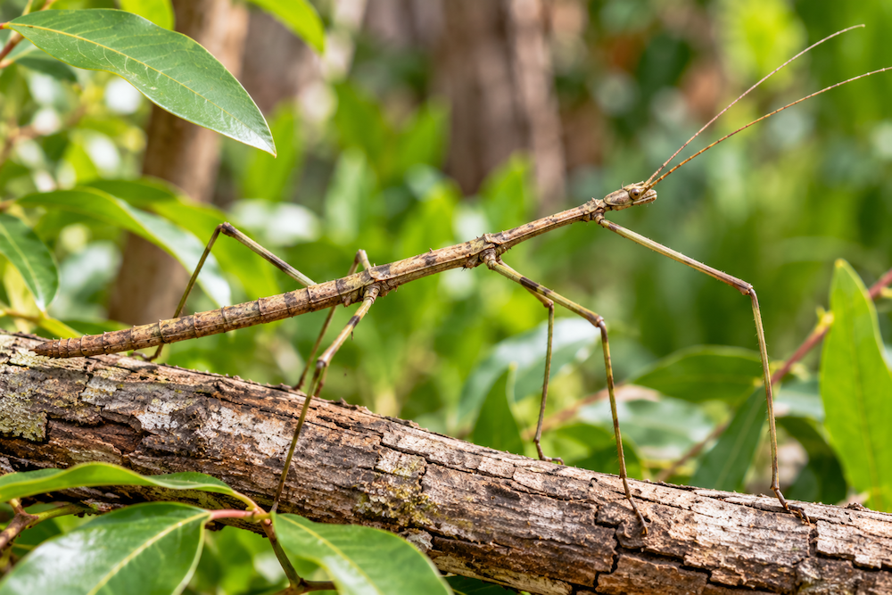 Stick Insect Information