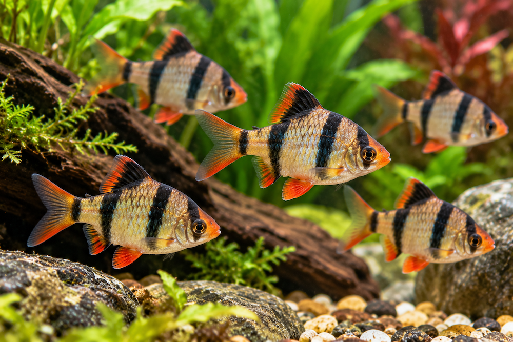 Barb Fish Information